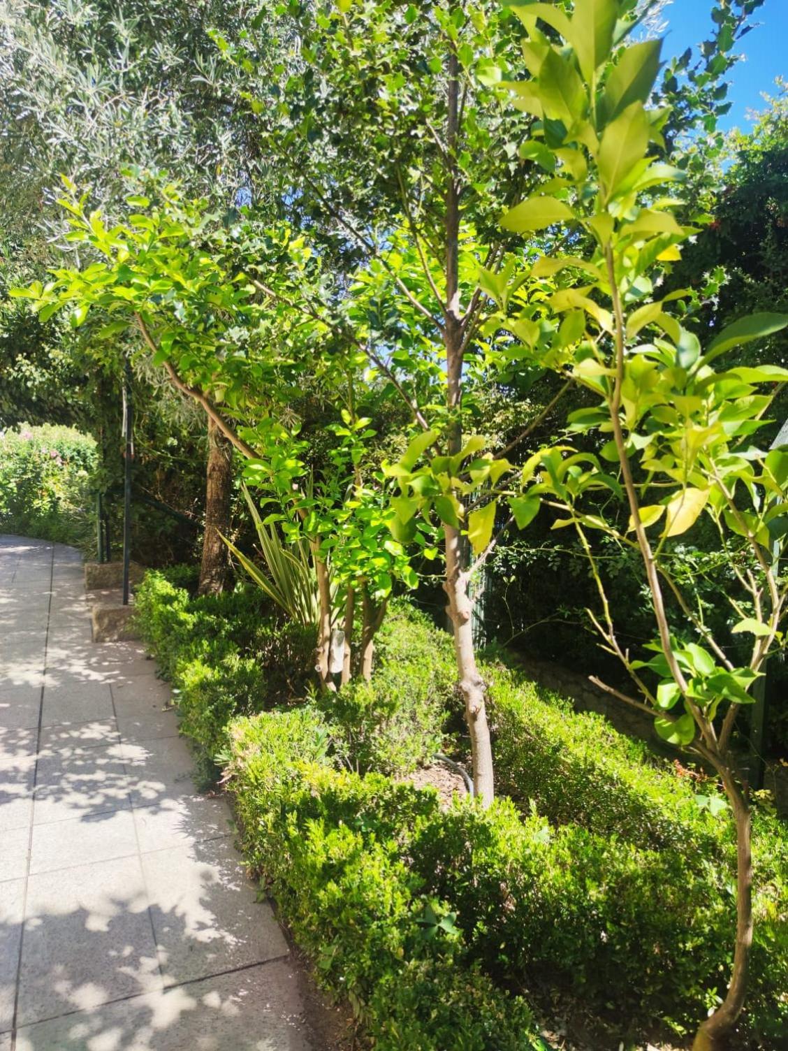 Real Santo Antonio Guest House Tarouca Buitenkant foto